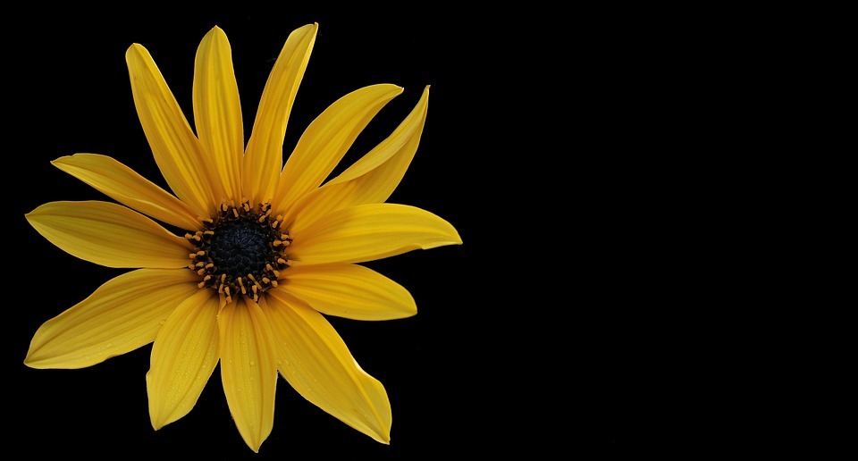 flower, sunflower, yellow