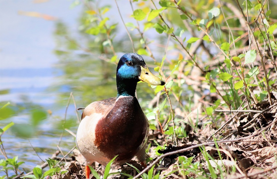 male duck, colorful plumage, bird watching