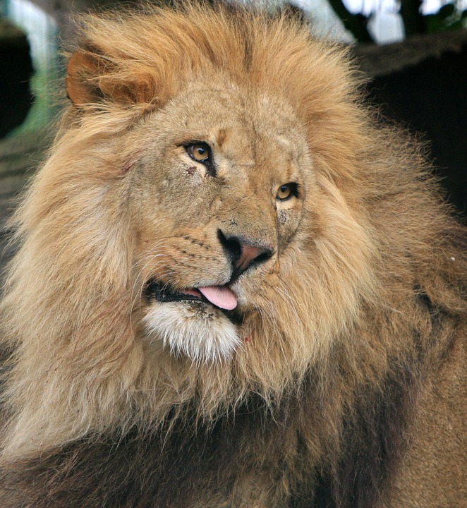 lion, male, head