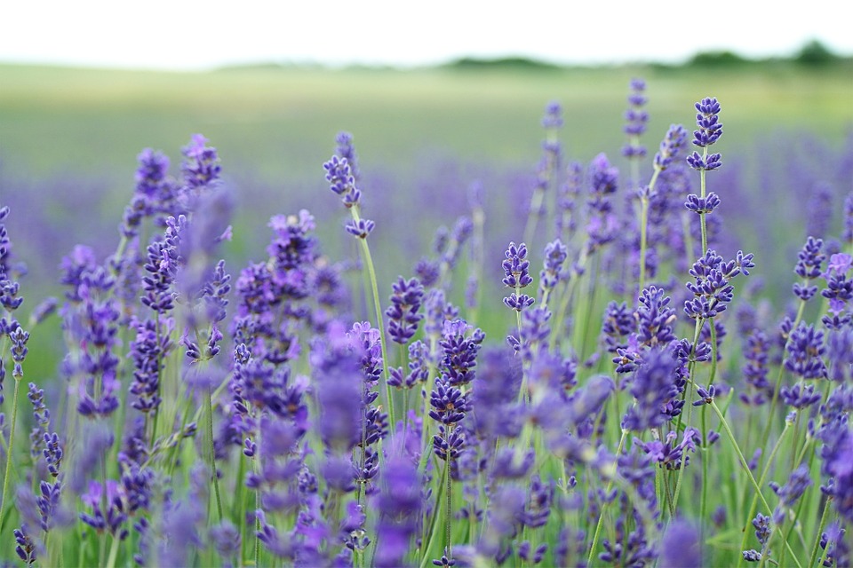 lavender field, lavender, purple