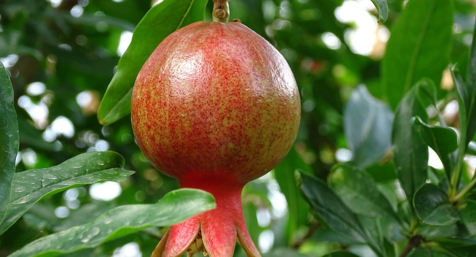 georgia, fruit, pomegranate