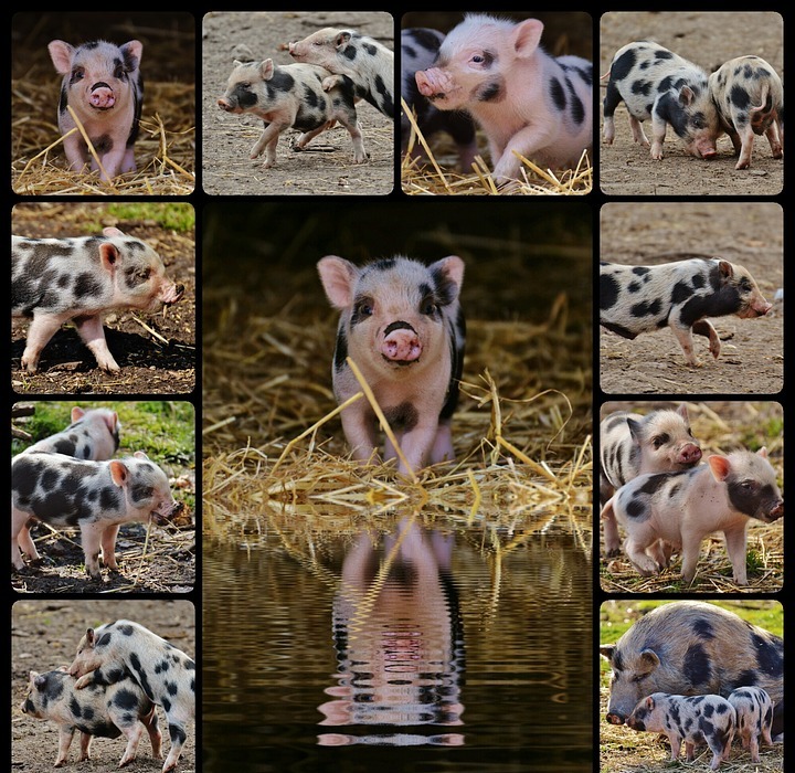 piglet, wildpark poing, collage