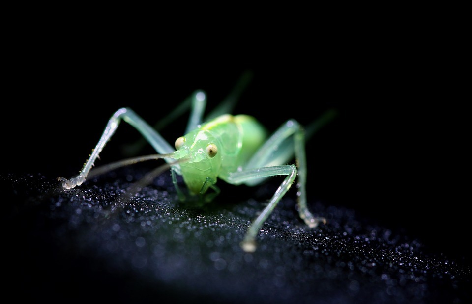 insect, green, cricket
