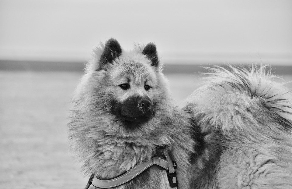 Eurasier white sales