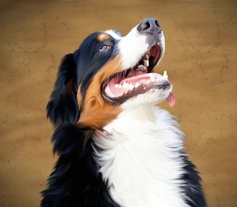 bernese mountain dog, dog, animal
