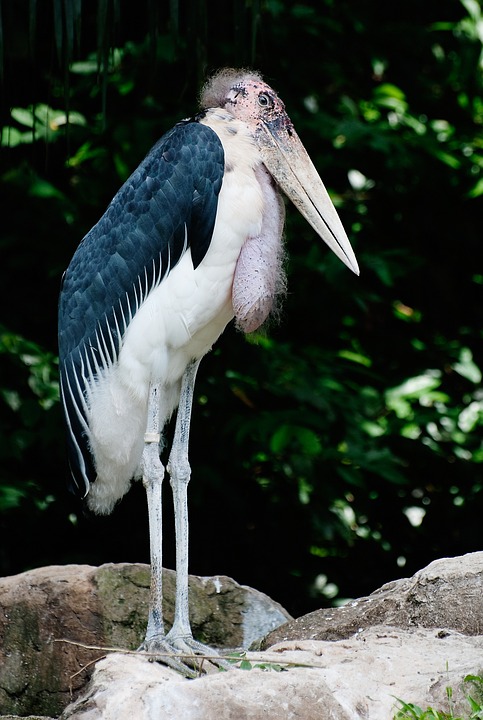 marabou stork, standing, bird