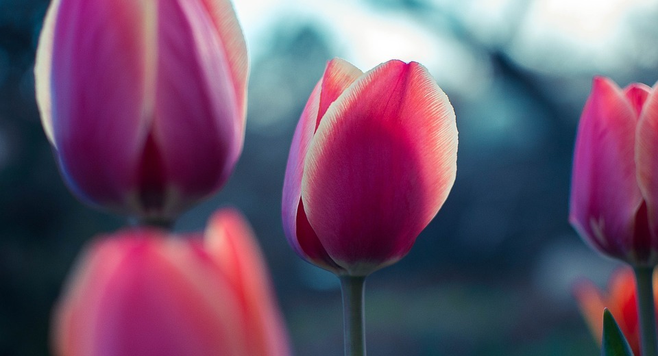 pink, tulip, flower