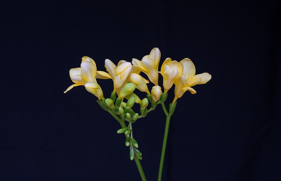 flowers, yellow flowers, freesia