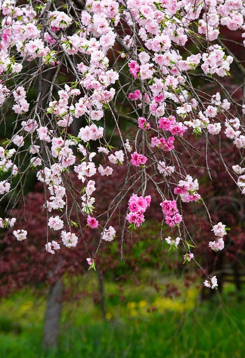 flower, spring, cherry blossoms