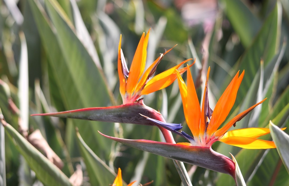 strelitzias, bird of paradise flowers, exotic