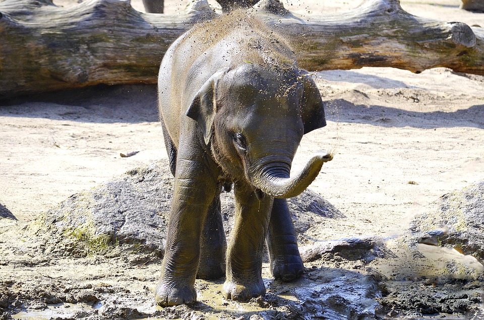 elephant, indian elephant, baby elephant