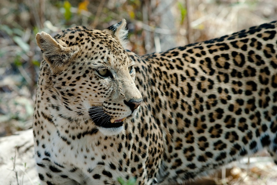 leopard, cat, savuti
