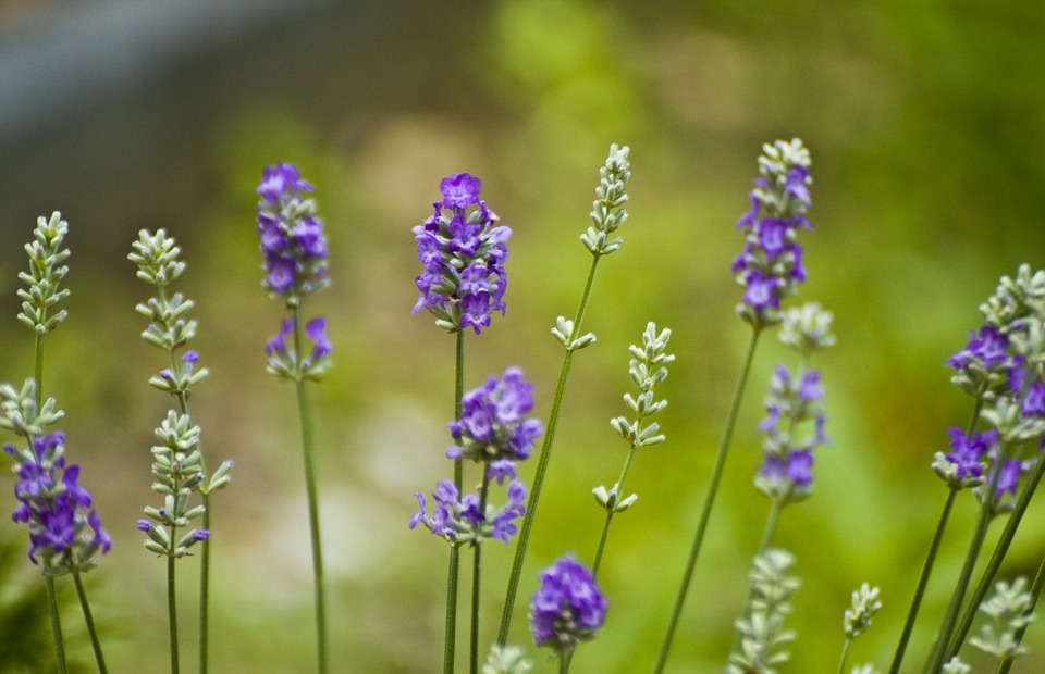 flowers, lavender, nature