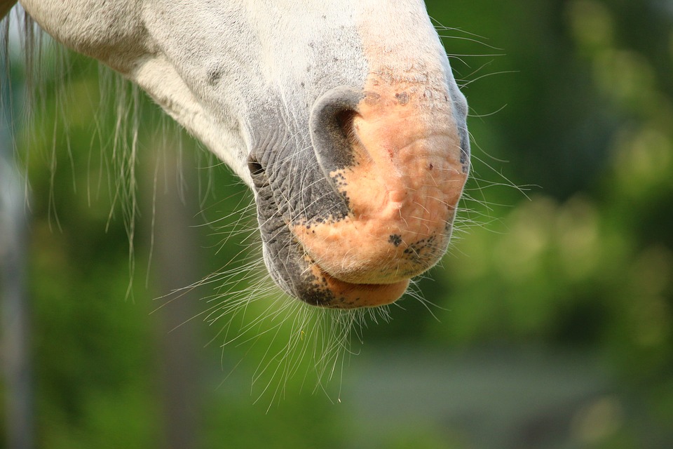 horse, mold, nostrils
