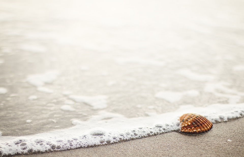 sea shell, beach, sand