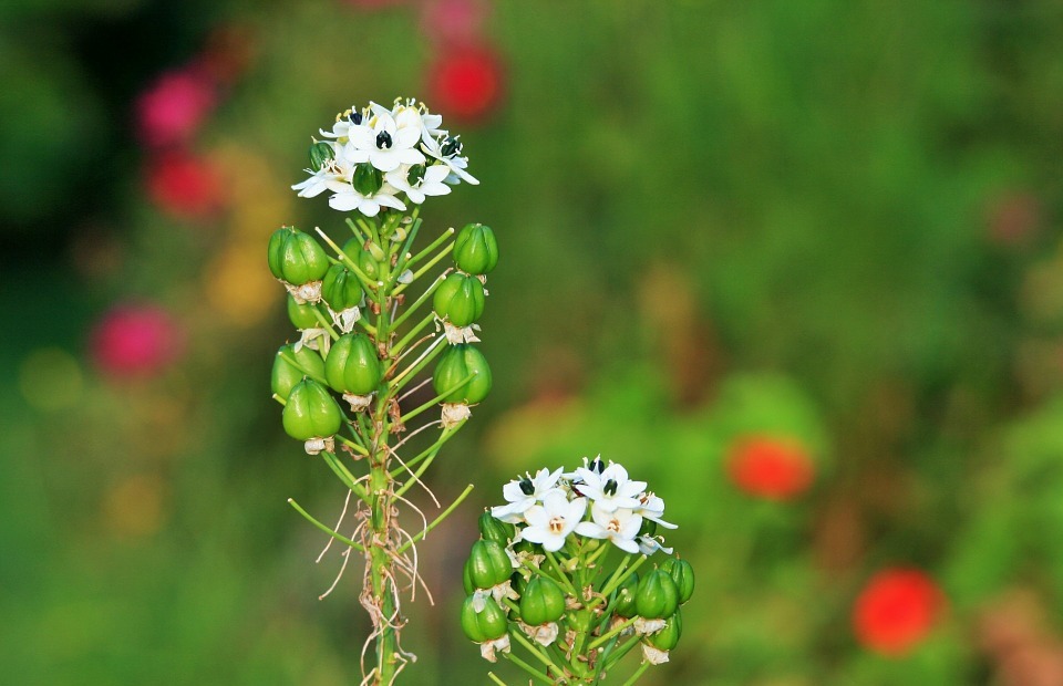 flowers, small, white