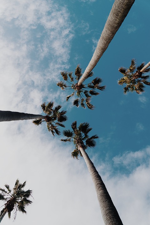 palm tree, tropical, sky