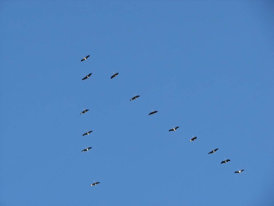 birds, migratory birds, formation