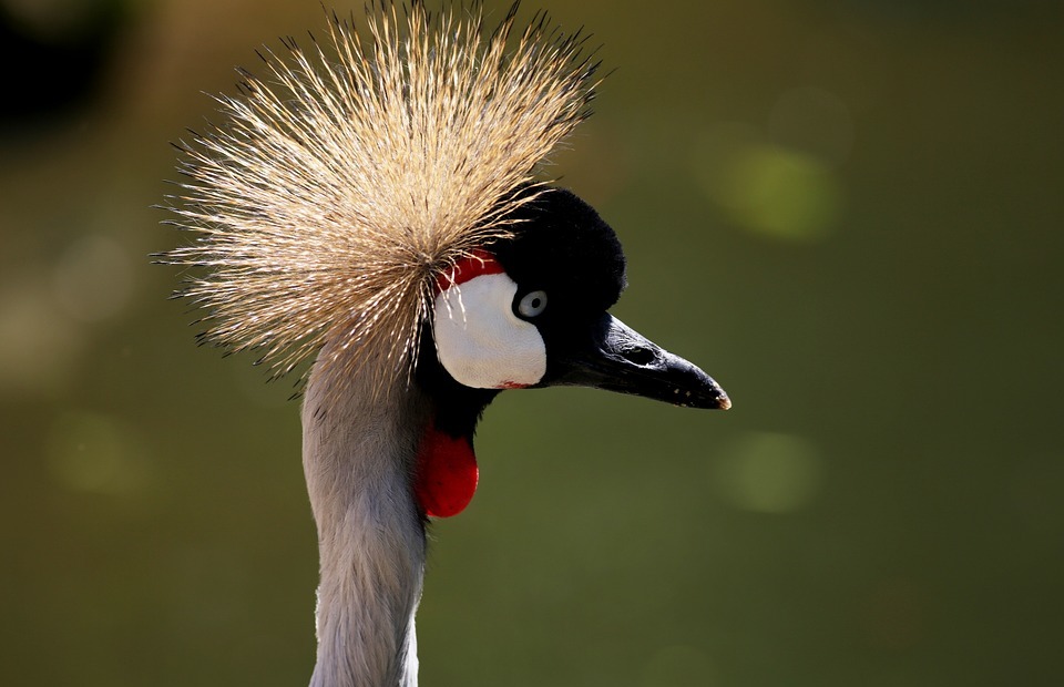 crowned crane, crown, christian