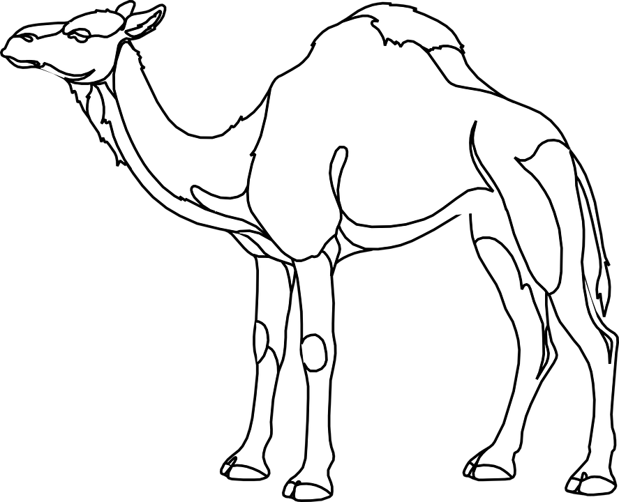 camel, animal, desert