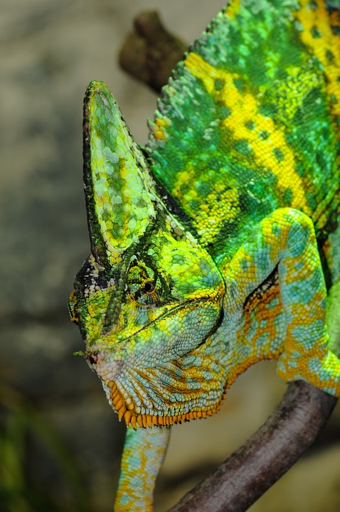 chameleon, reptile, iguana like