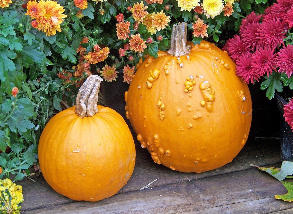 pumpkins, thanksgiving, harvest