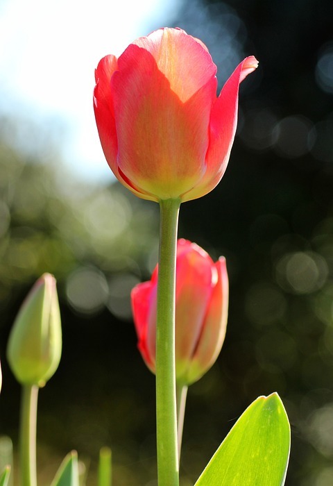tulips, pink, happy mothers day