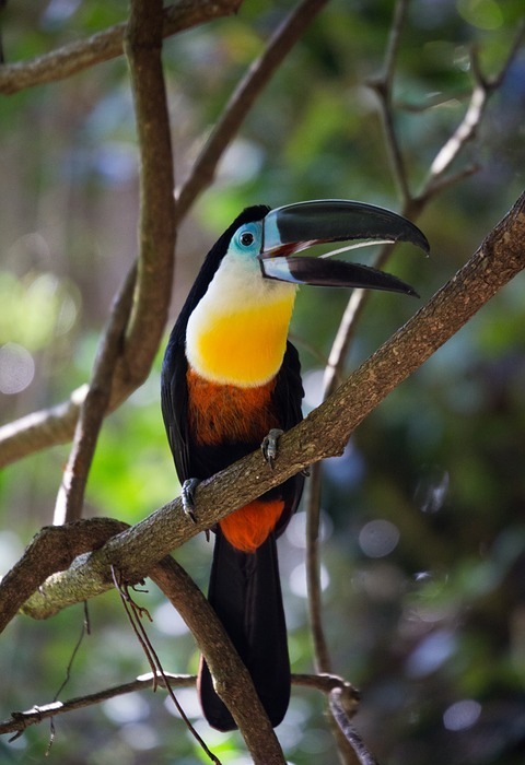 toucan, bird, wild
