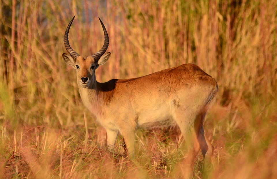 antelope, mammal, botswana