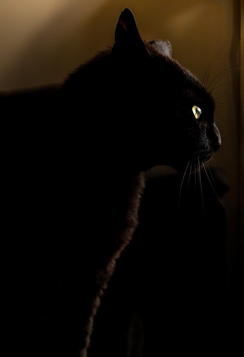 panther, cat, black
