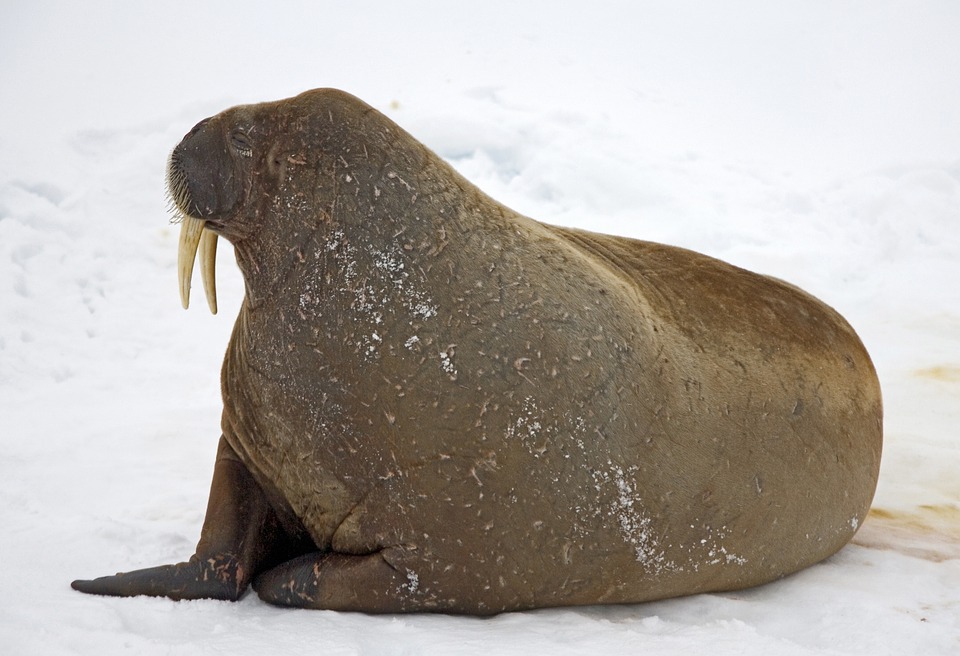 walrus, snow, cold