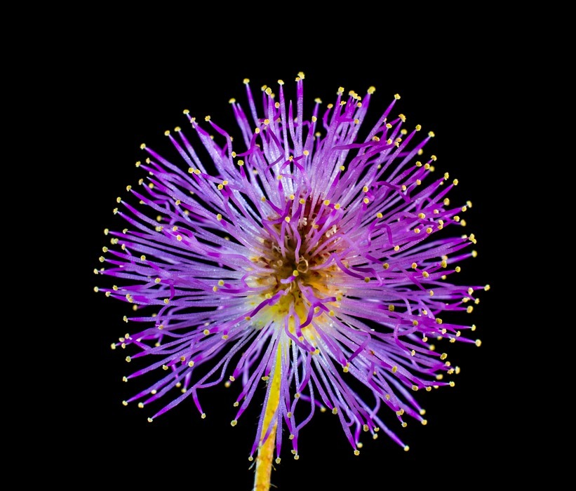 wild flower, small flower, purple