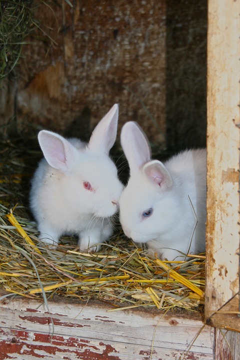 rabbit, young rabbits, white