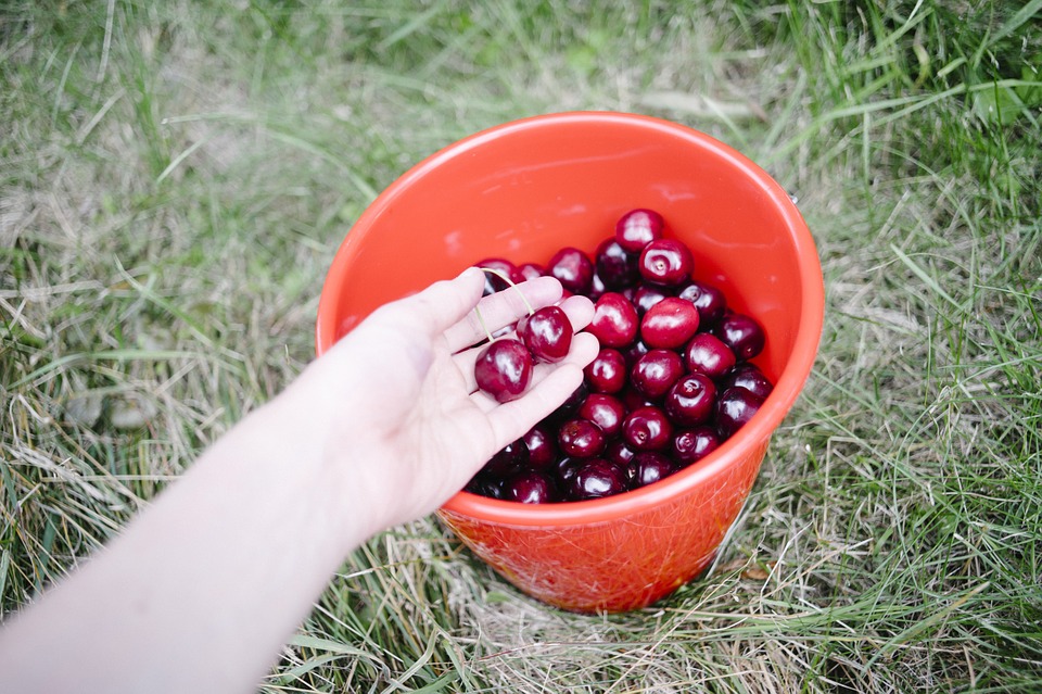 cherries, bucket, fruits