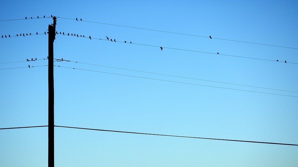 birds, telephone wire, perched