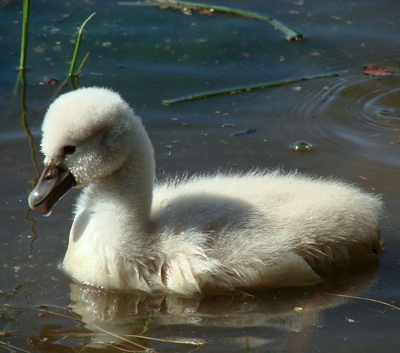 cygnet, baby swan, bird