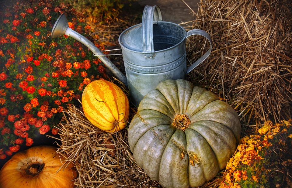 thanksgiving, pumpkins, halloween