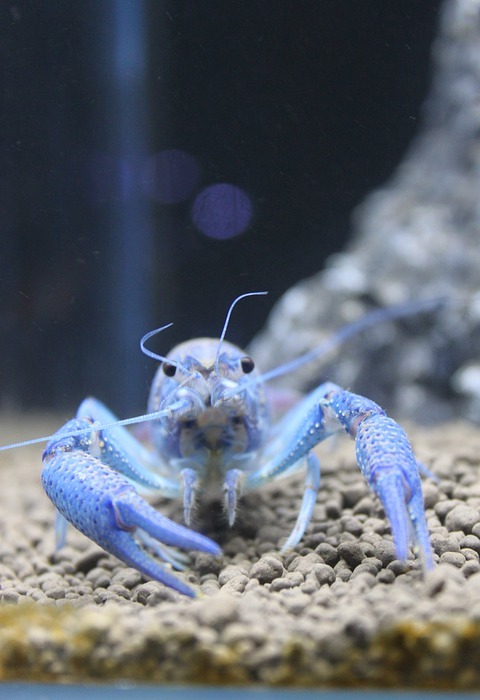 aquarium, close-up, blue devils shrimp