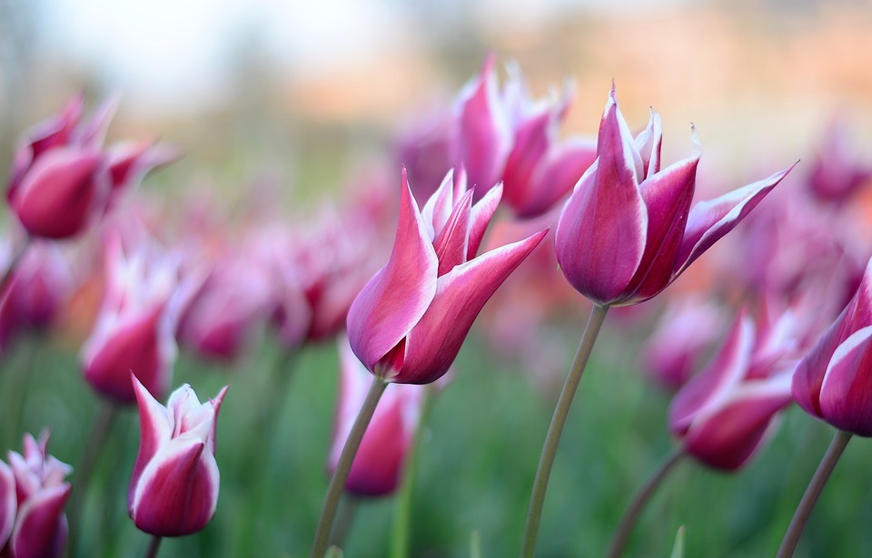 tulips, flower, macro