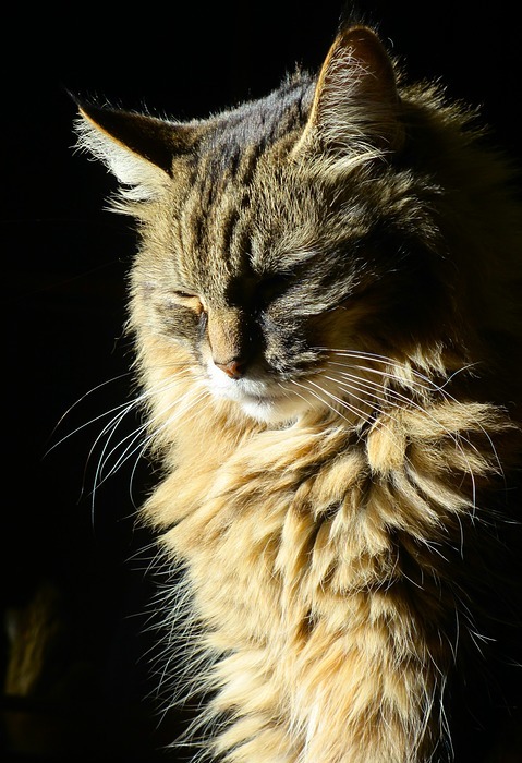 cat in the sun, sunlight, cat