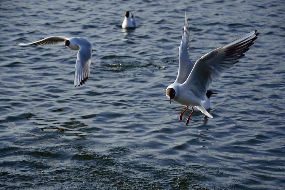 seagull, bird, flight