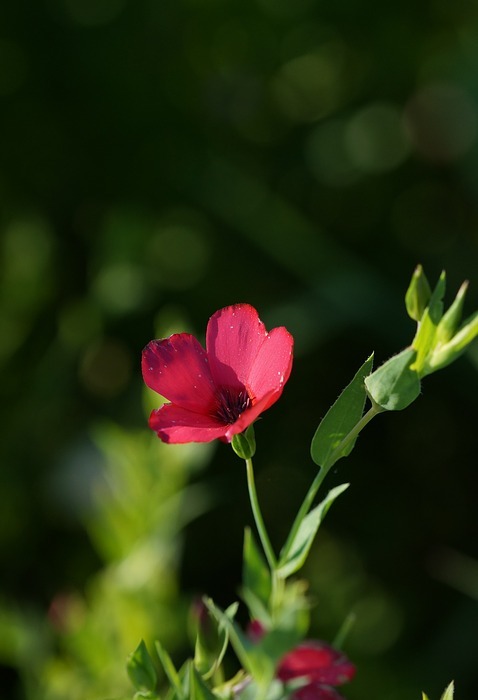 wild flower, small, red