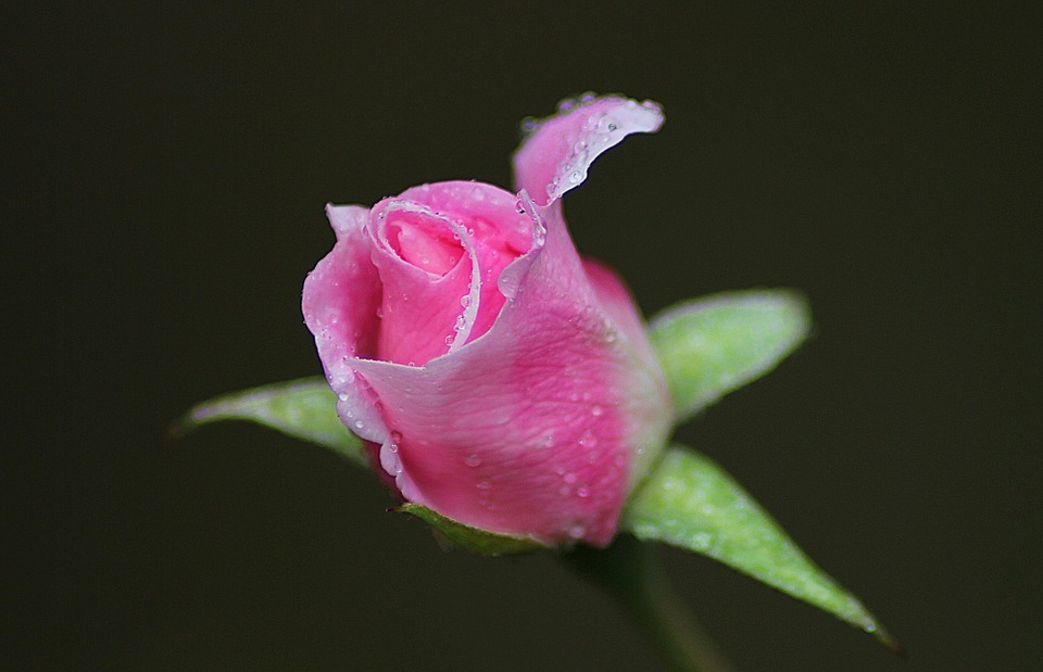 rose, flower, floral