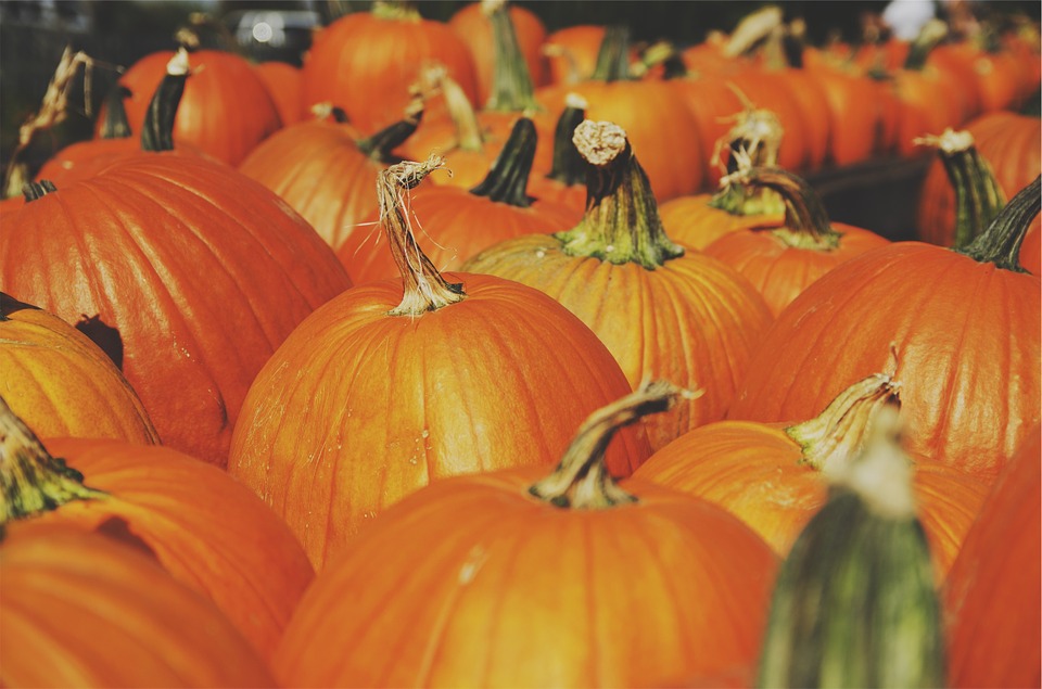 pumpkins, orange, autumn