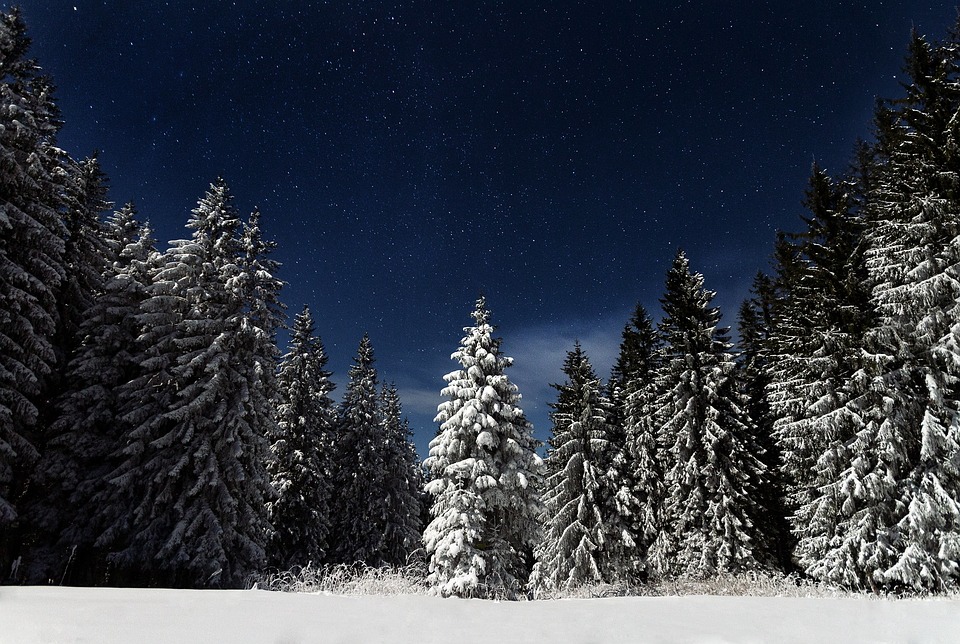 starry night, pine trees, snow