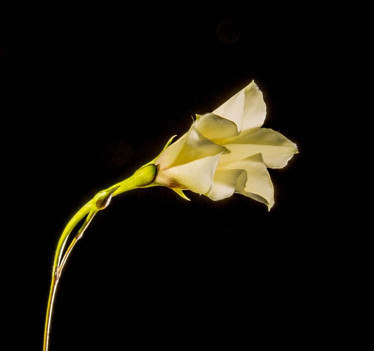 small flower, flower, white