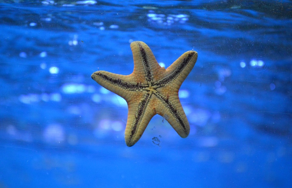 starfish, underwater, ocean