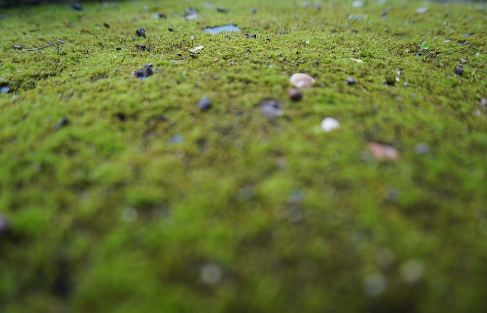 moss, earth, ground