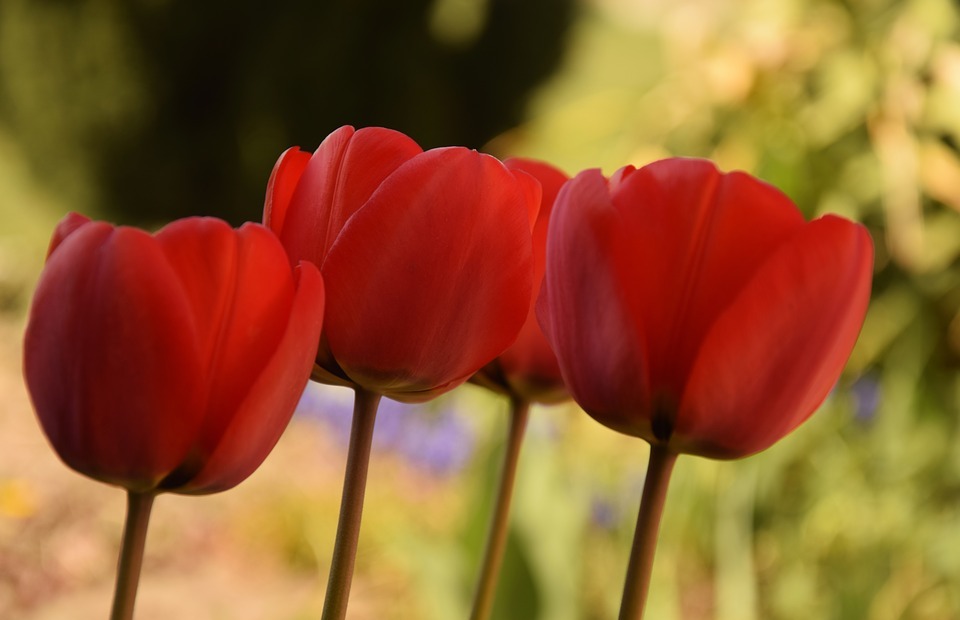 tulip, spring, nature