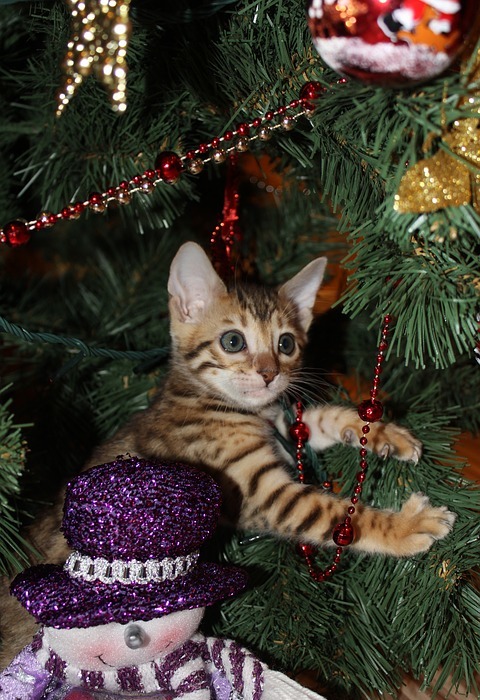 kitten, new year\'s eve, christmas